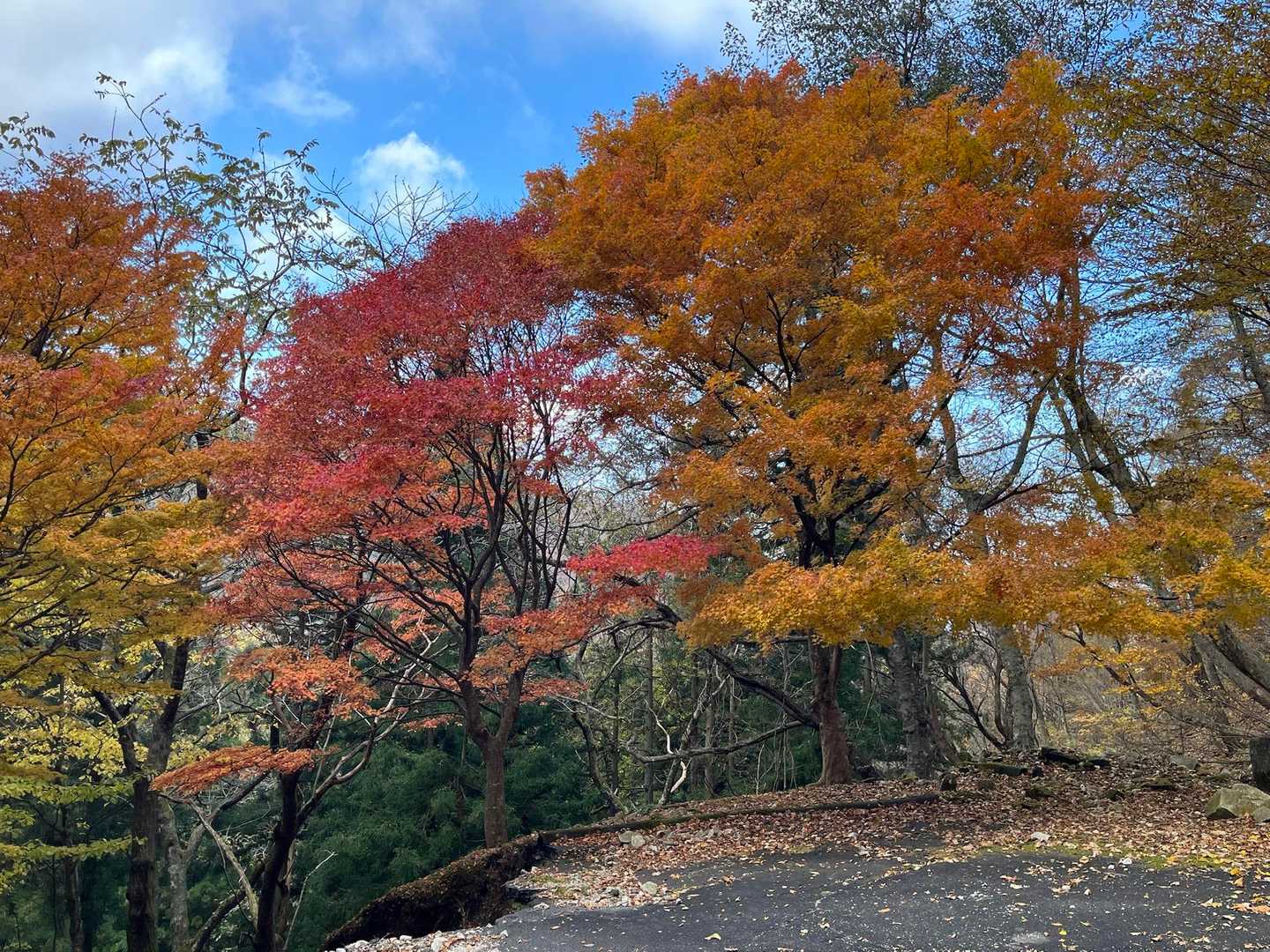 紅葉と黄葉と青空✨