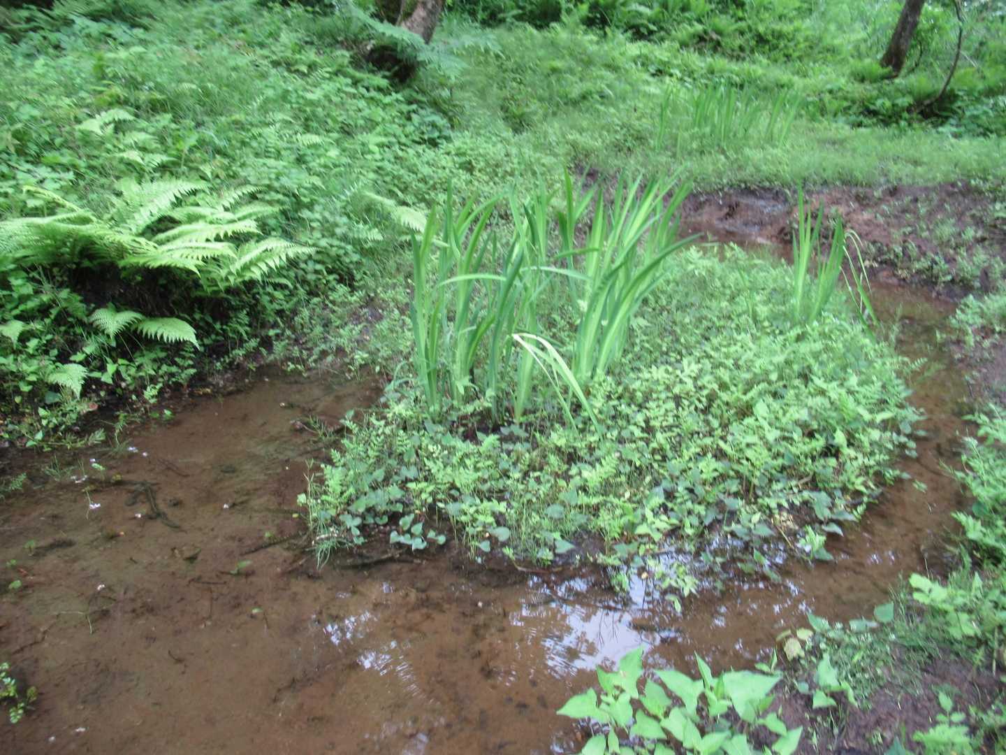 カキツバタ湿原　
カモシカの通り道でもあり、これから楽しめそうですね！