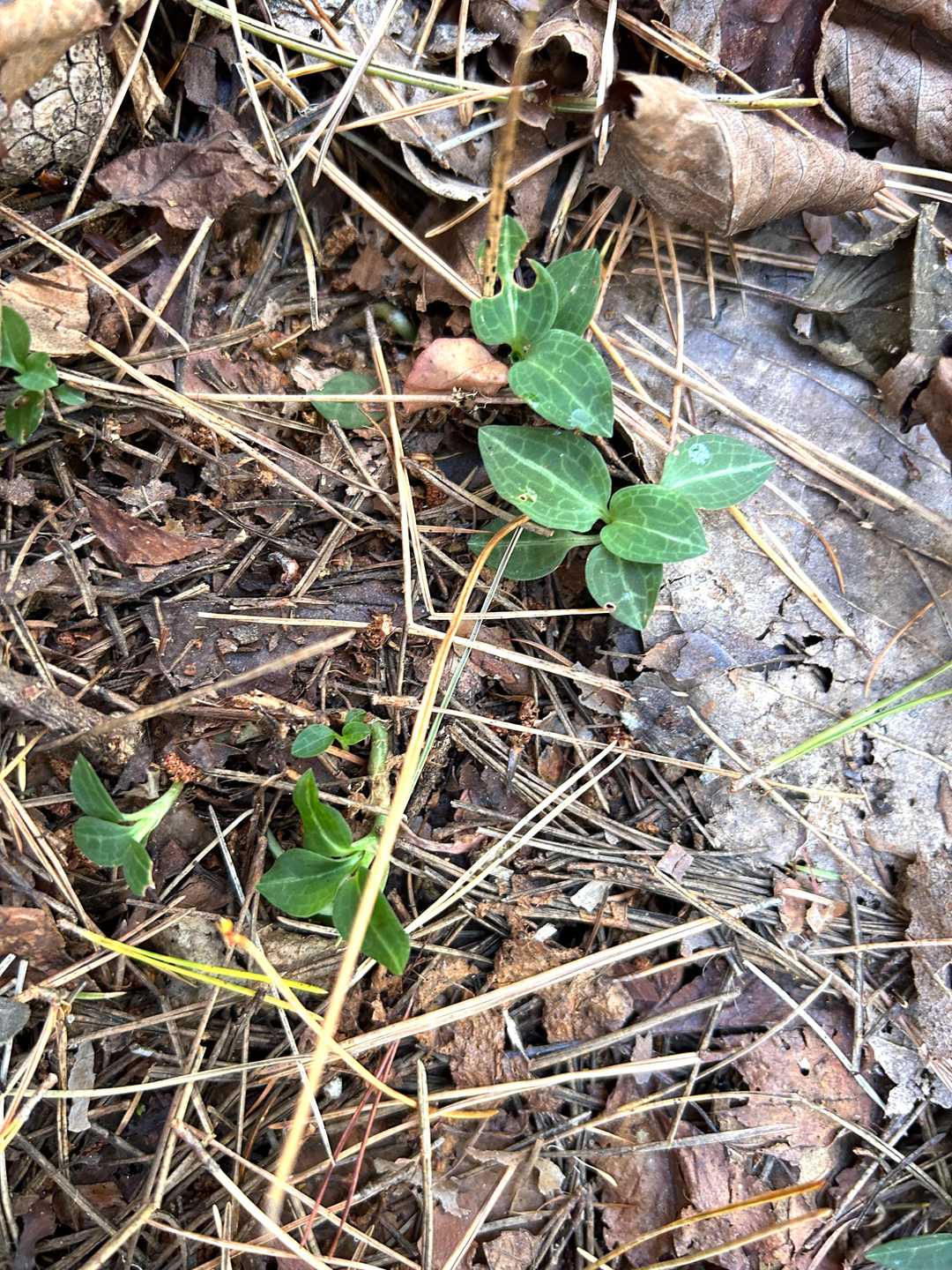 この草を見ると，鶉の卵を食べたくなってしまいます