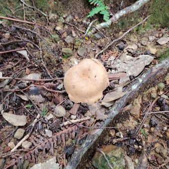 きのこ🍄