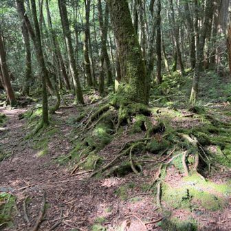 コケの緑が目に優しい