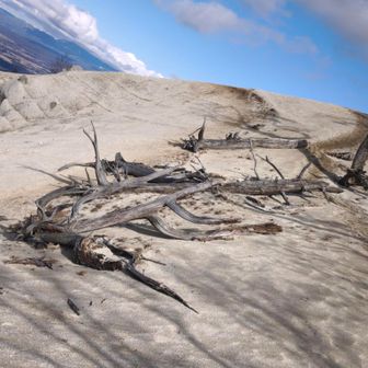 流木みたいですね