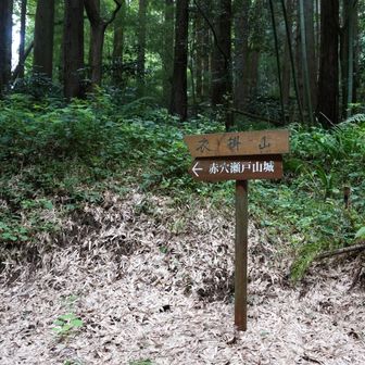 ここから本格的な登山道