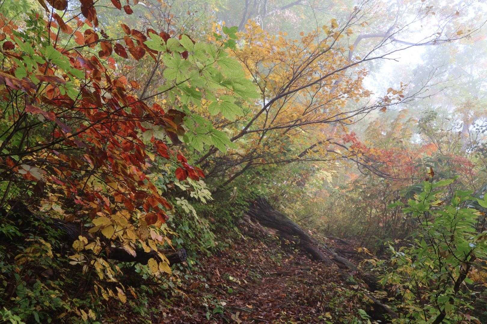 鶴平新道登山口-赤頭山 往復コースの写真
