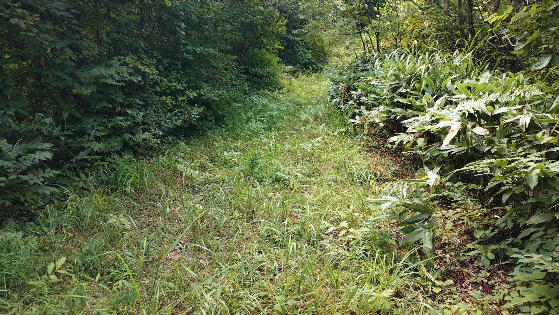 こういう下草とか落ち葉がワサワサしているとか、先ほどのほっとした場所のほうがヤマビルの遭遇率が高いようです。

事前に察知して首を振って、キタキター！と大喜びで待ち構えているようです。