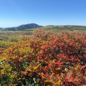 紅葉始まっています🍁