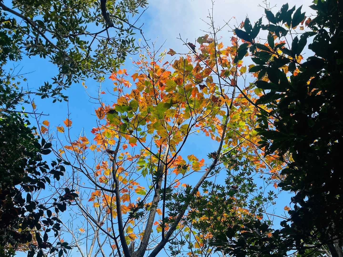 たまに青空が出て、そこに紅葉があれば当然撮りたくなる😃