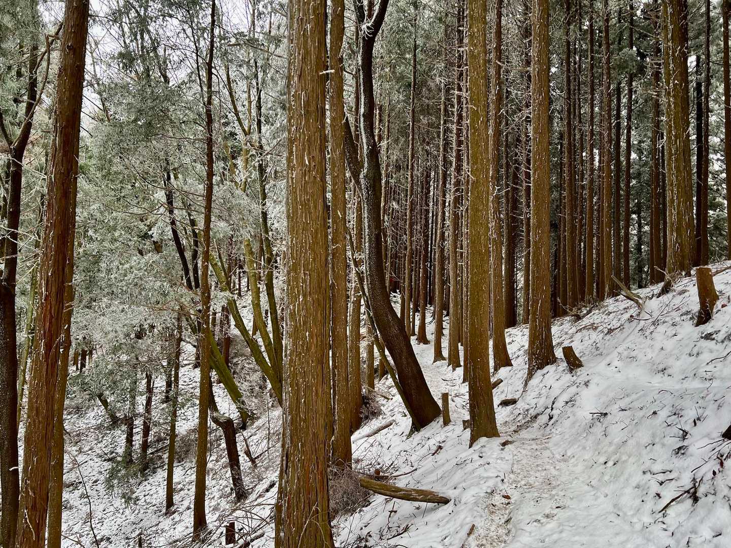 百ヶ辻登山口-金剛山 往復コースの写真