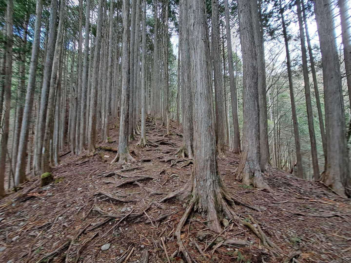 写真では伝わりづらいかもですが💦急登😂