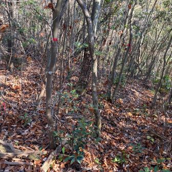 一応道はあるんだよね。