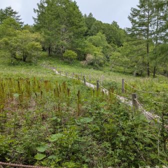 アヤメ平です