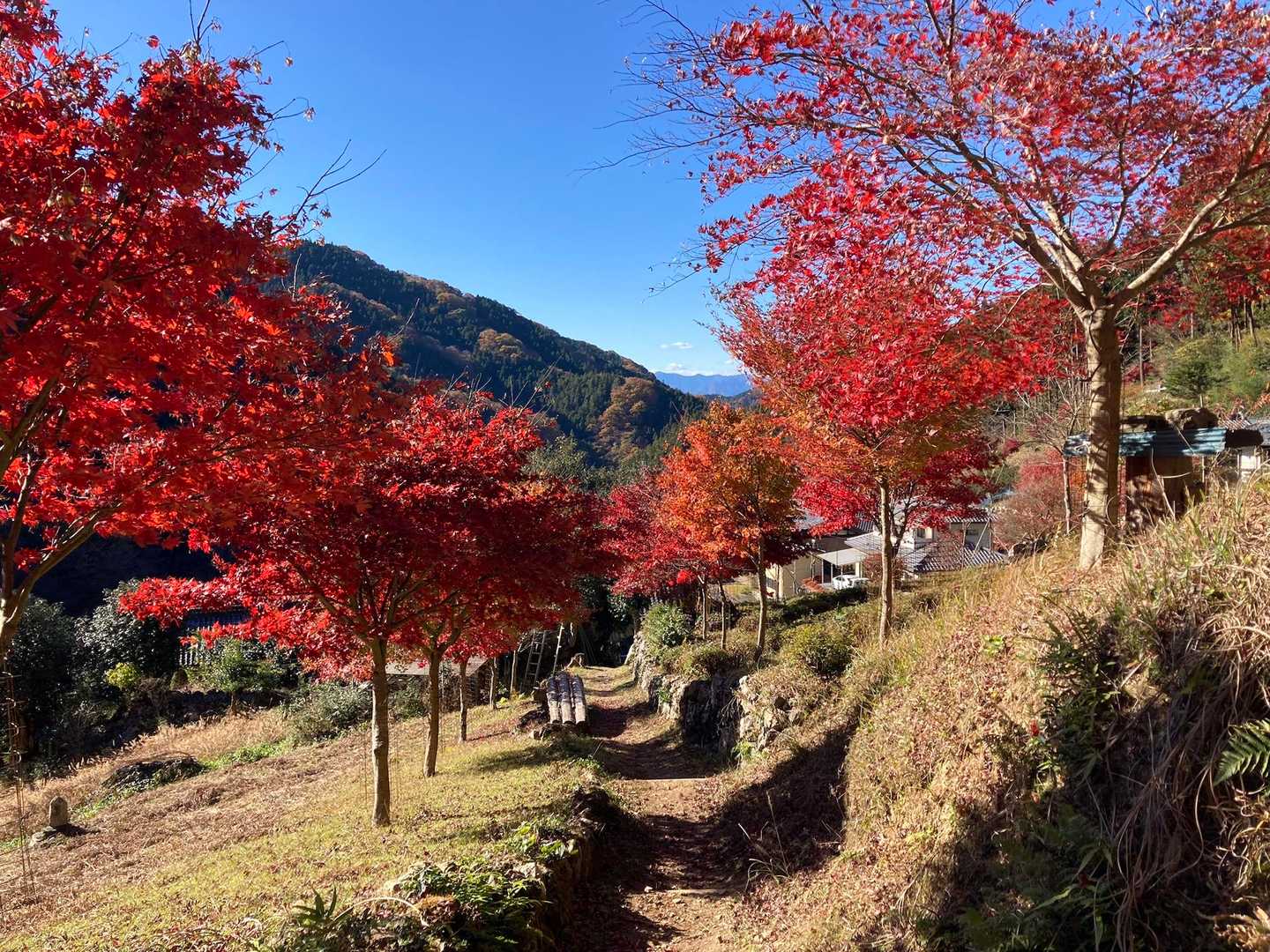 芦ヶ久保駅-大野峠-丸山 縦走コースの写真