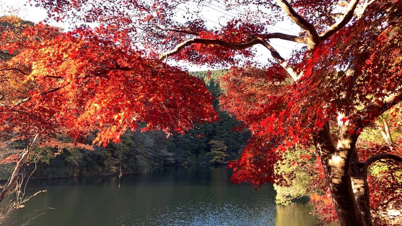 まだ紅葉が残っています