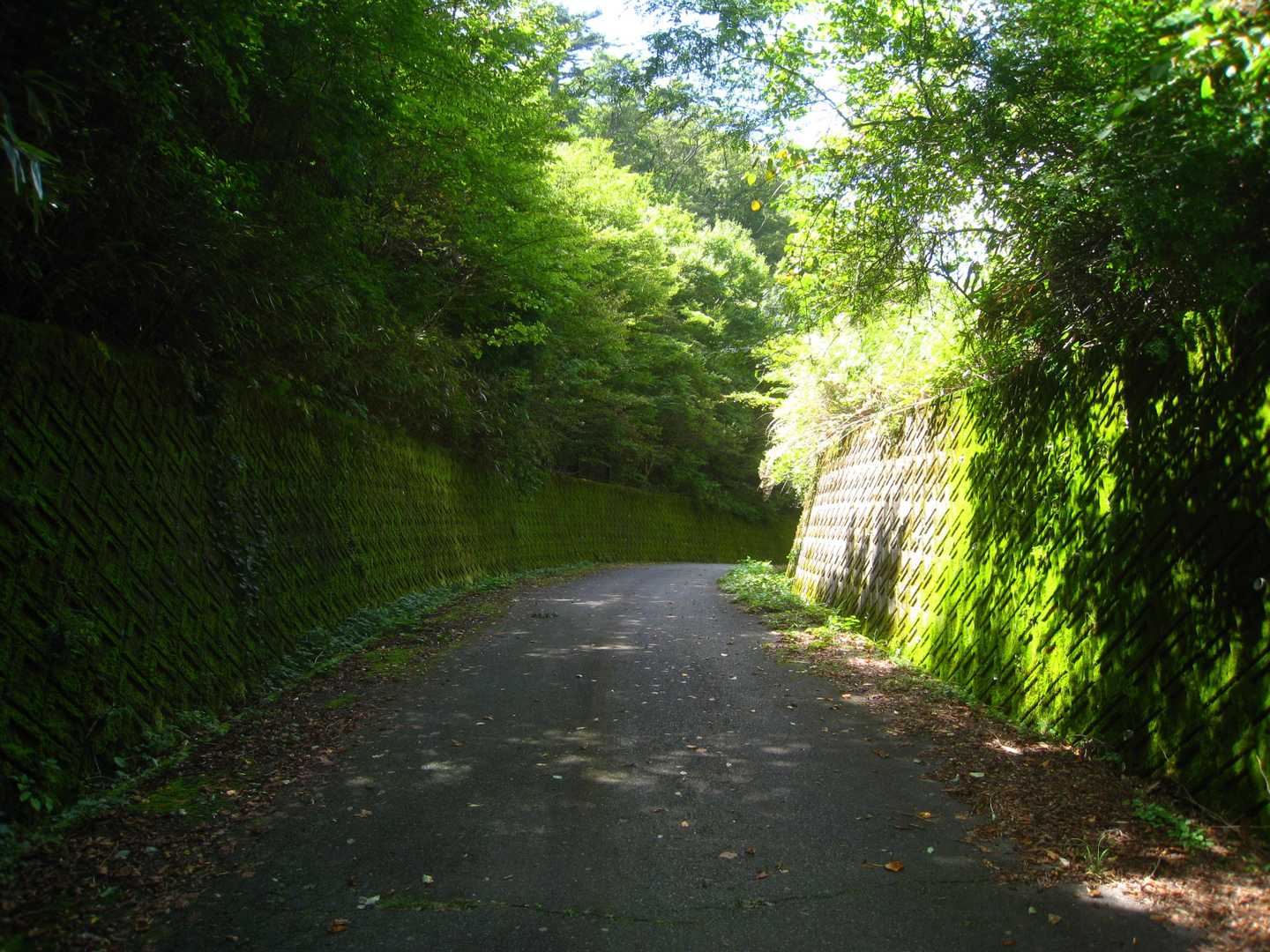 短時間ですが、久しぶりの津江山地を楽しむ
ことができました。今日も感謝、感謝です。