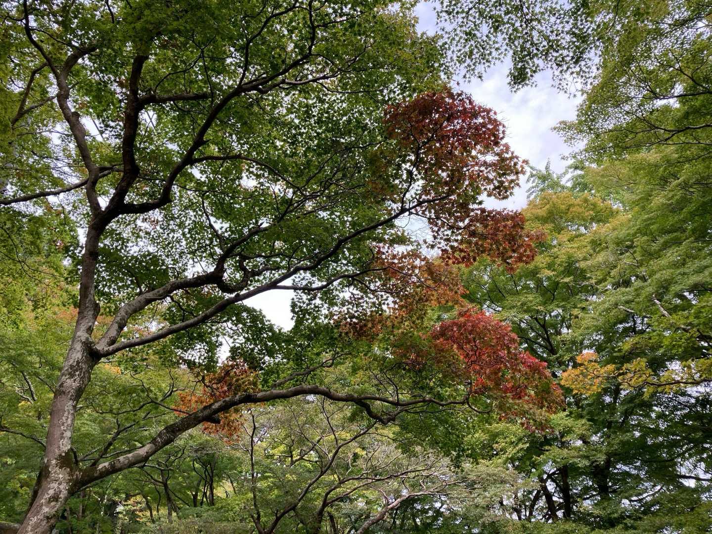 大威徳寺は紅葉🍁が有名ですが、まだ色付き始めです。