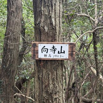 向寺山、ここからは展望はない