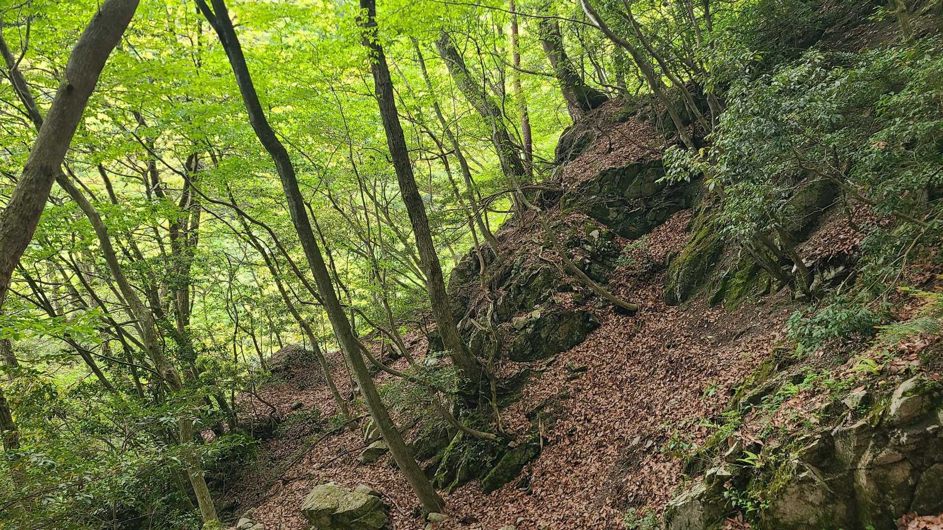 ずっとキレイな新緑の中歩けて幸せ❤️