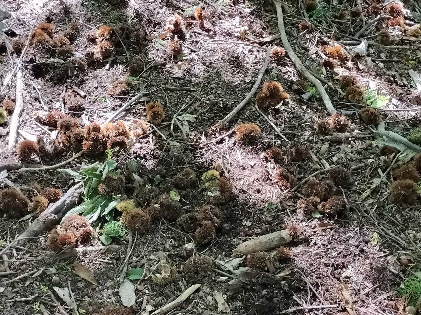 至る所に栗🌰が散乱していて約5メートルくらい栗🌰カーペットでした。
中味は全くありませんでした😨