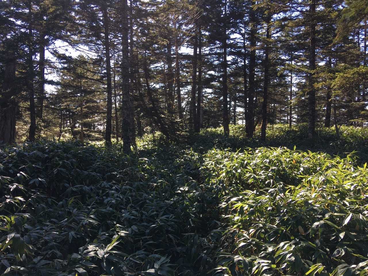黒山 山頂手前まで来ると背丈以上の激藪
踏み跡や獣道に当たればラッキーです
密度が濃い所だと身動きが取れなくなるので、倒木に乗って地形とルートを確認しながら進みます