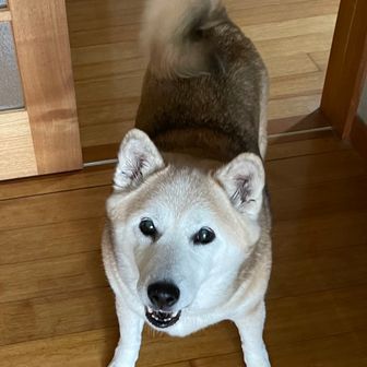 那須バカ(🍆🐴🦌)