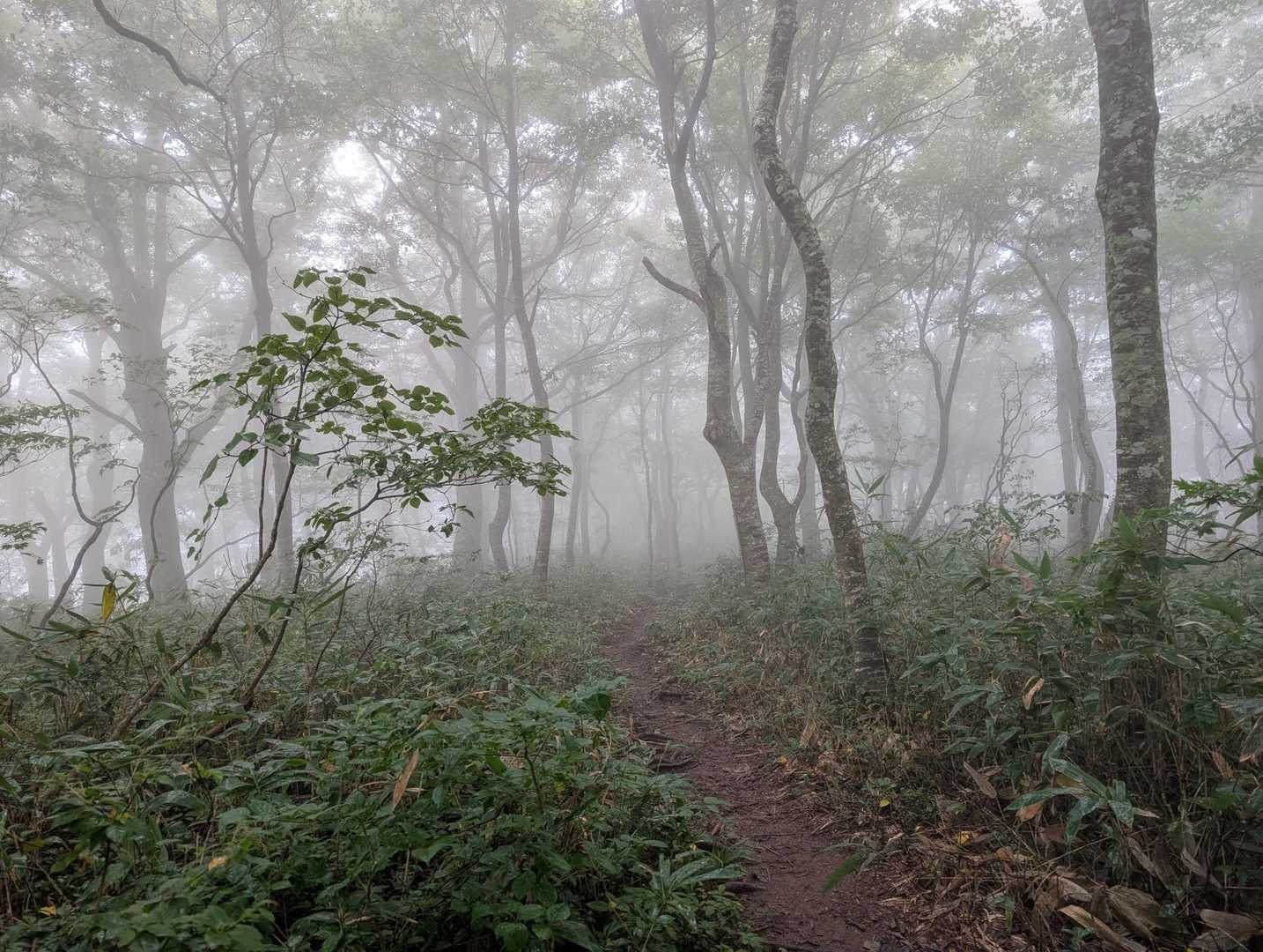 第1のピーク深谷の頭🚩
山頂マークなにもなし🤔