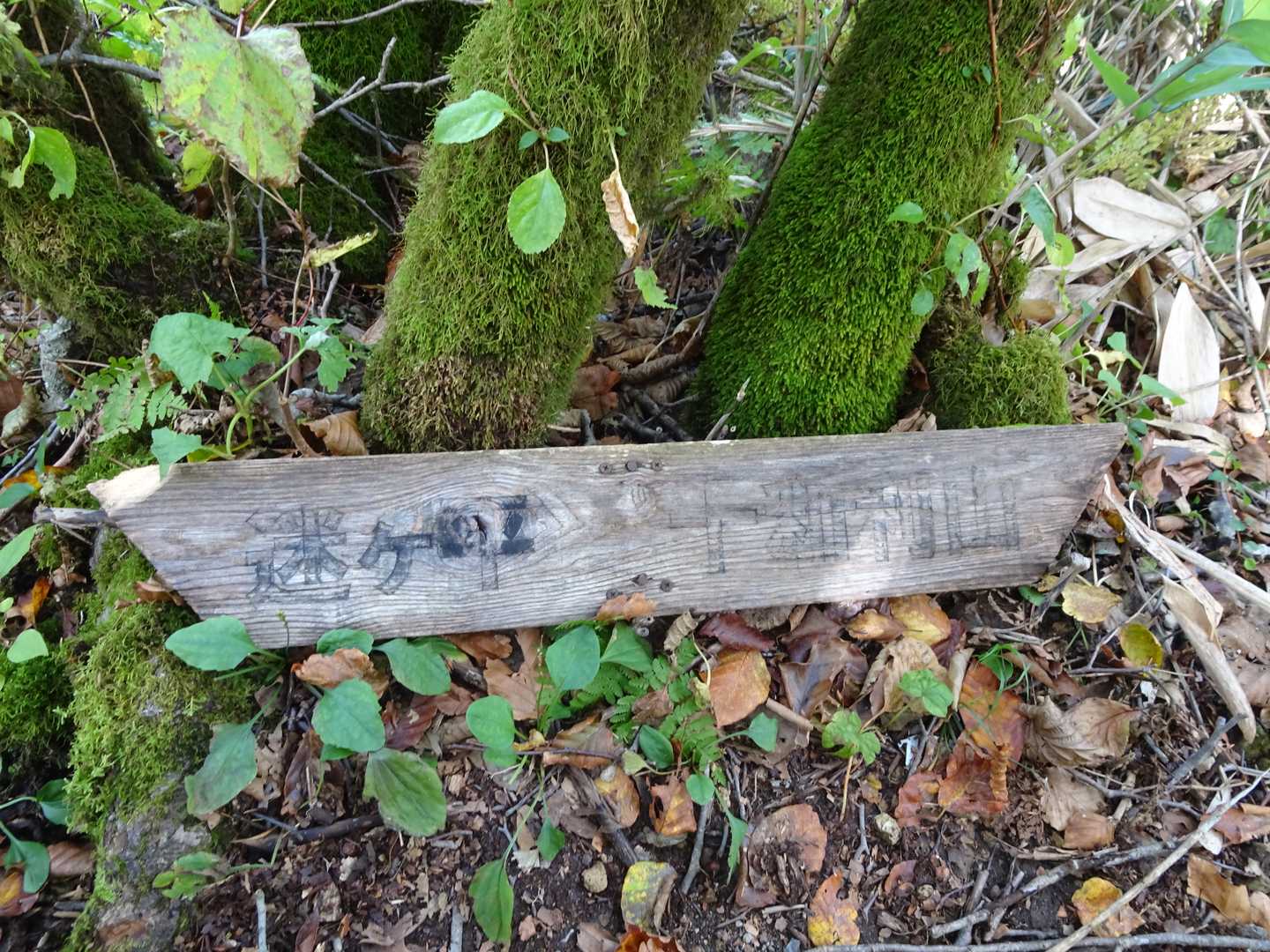 十和利山 周回コースの写真