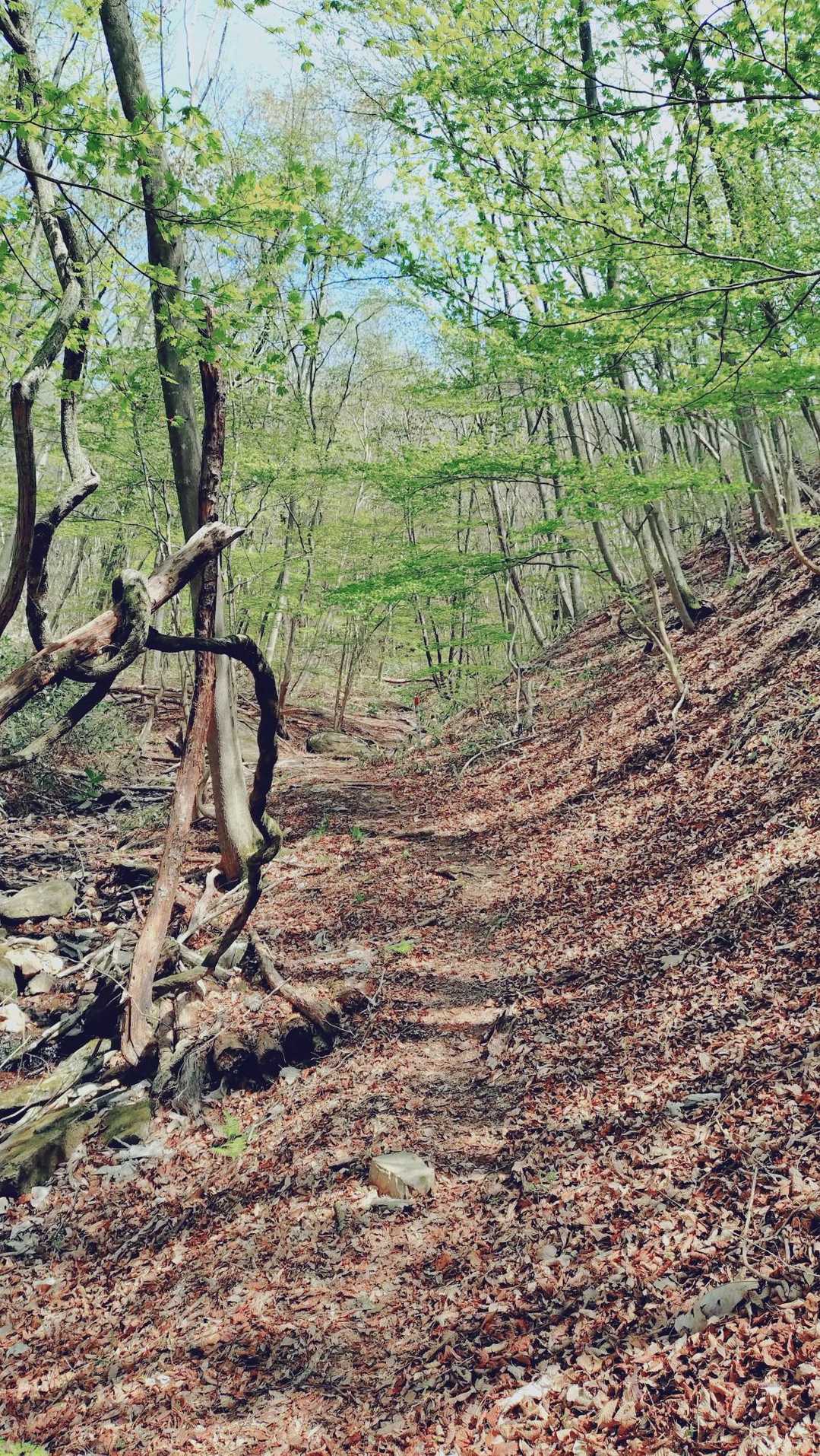 穏やかな登山道