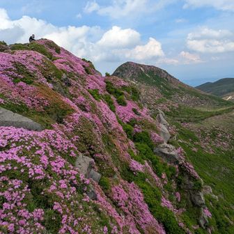 天狗の斜面も星生に負けないくらいに綺麗です🌸