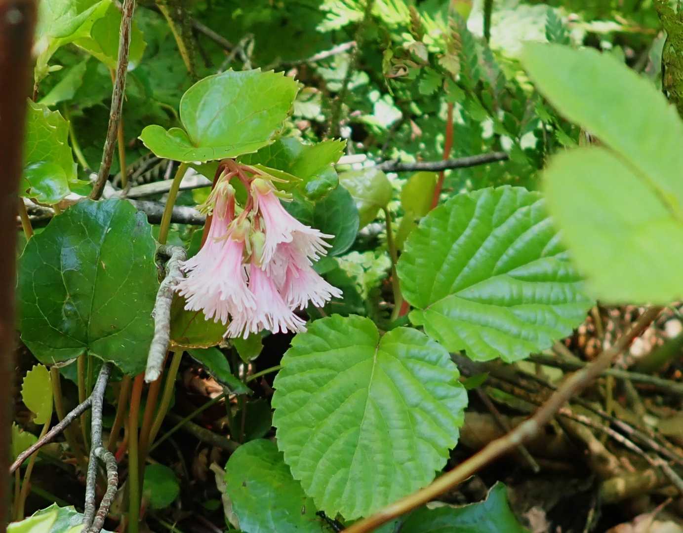 パールピンクのイワカガミ🎵