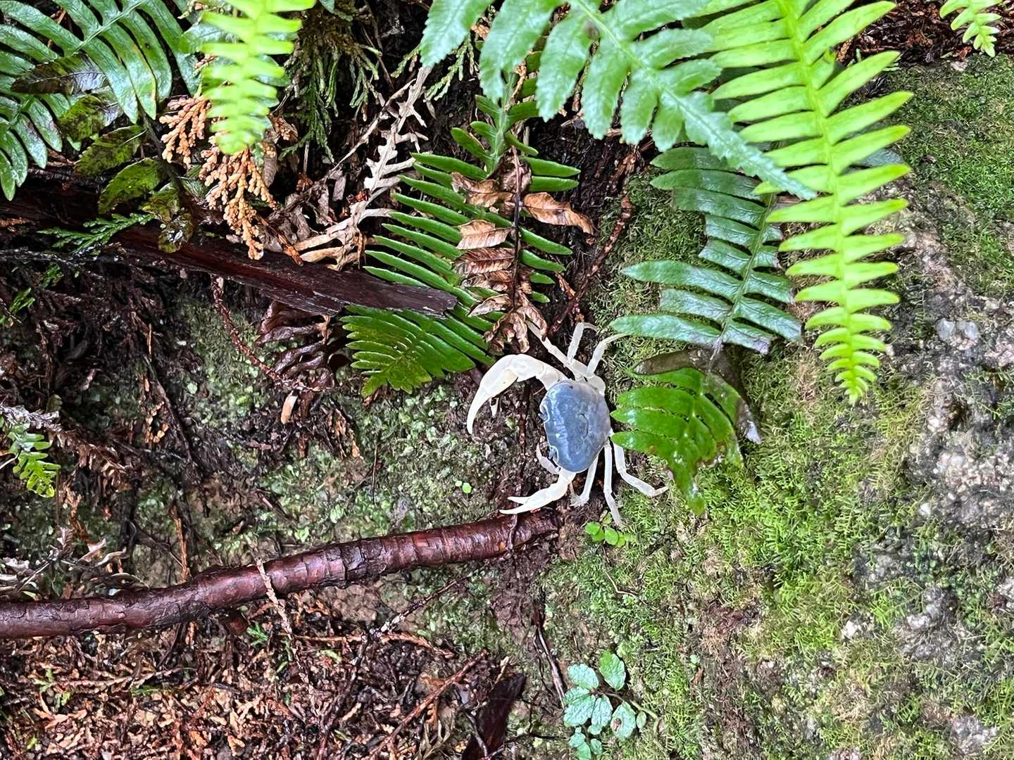 沢蟹発見
脱皮直後なのか白いです。