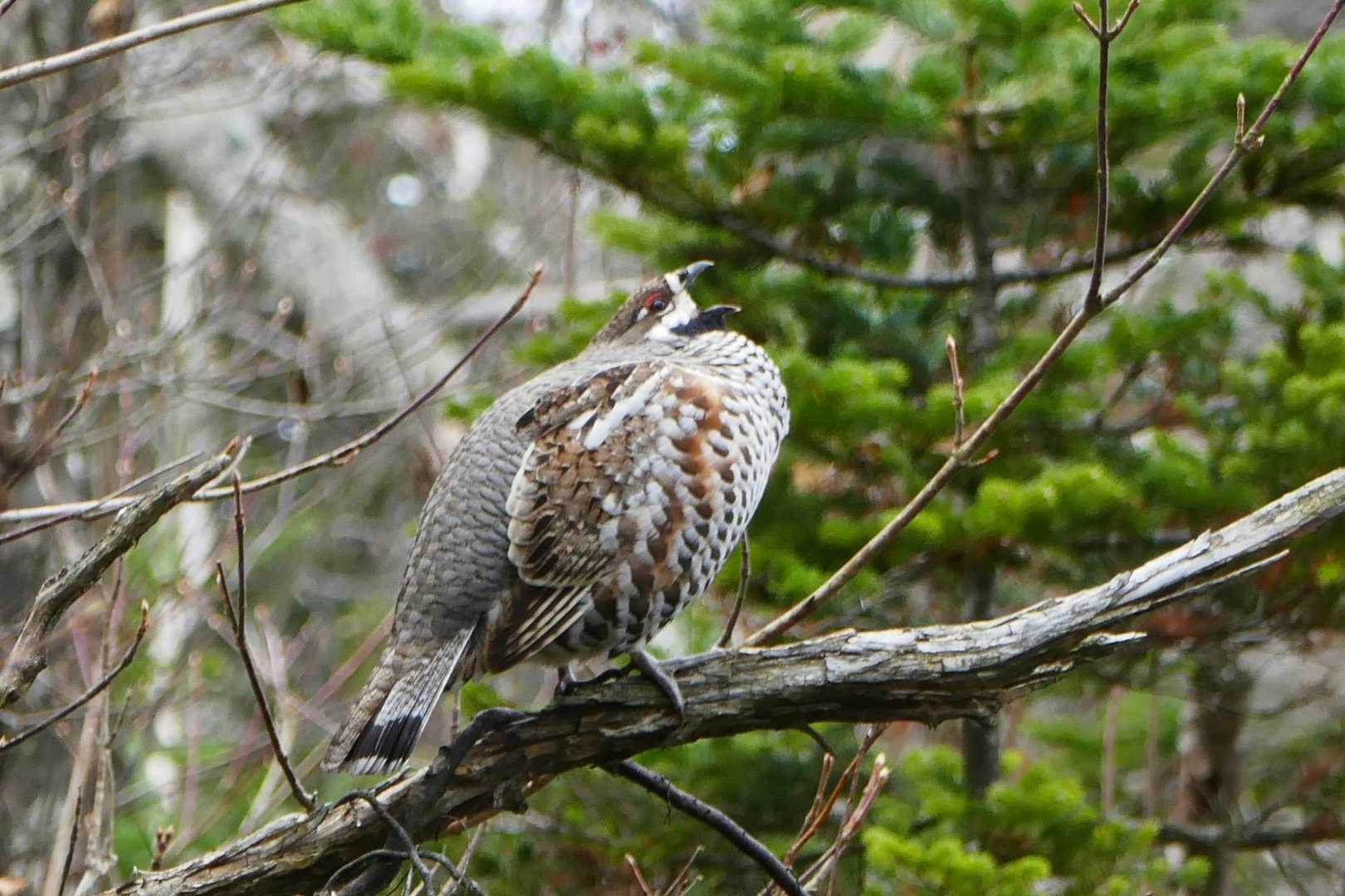 東ヌプカウシヌプリ登山口-東ヌプカウシヌプリ 往復コースの写真