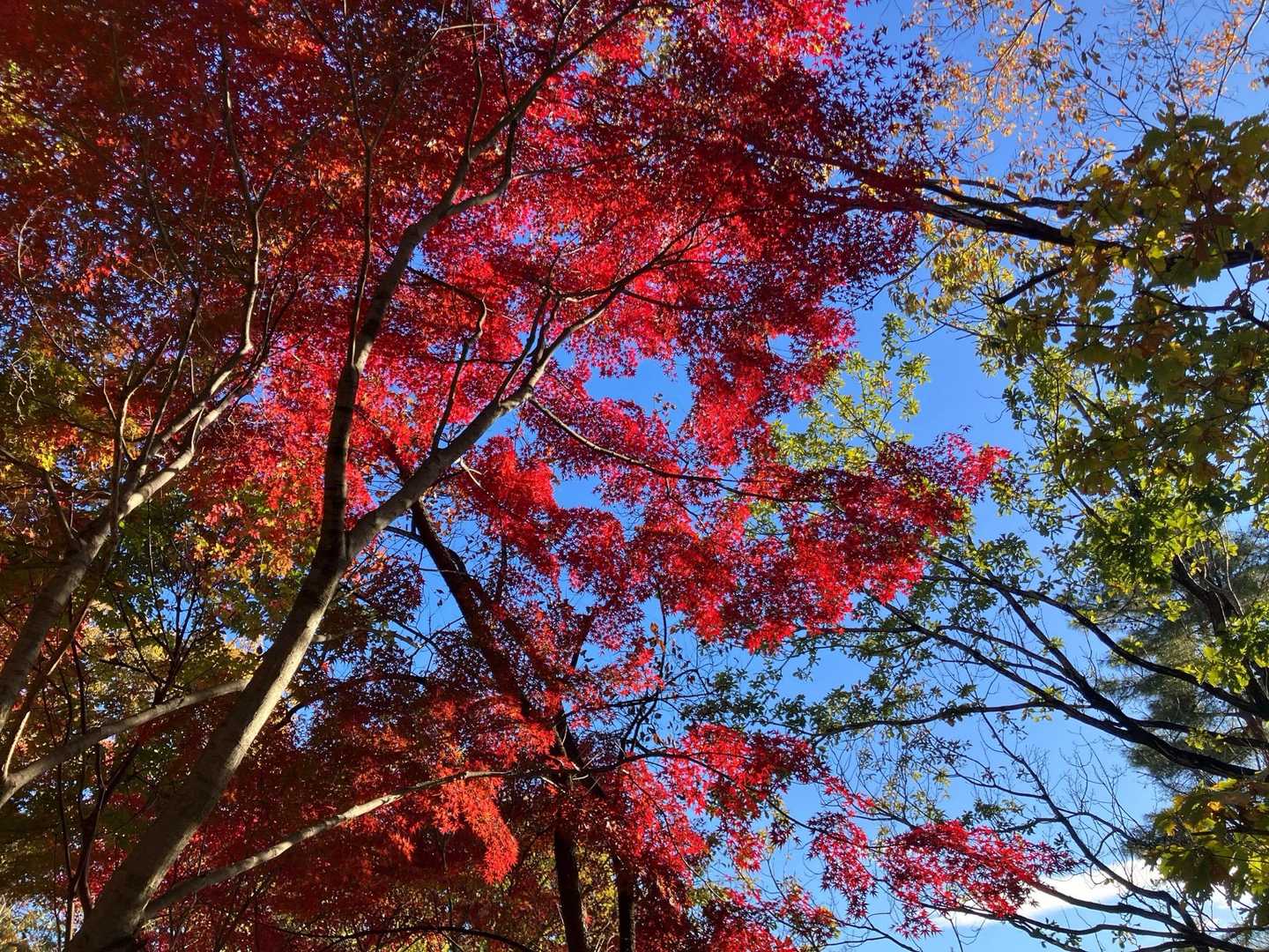 青空と一緒に🍁