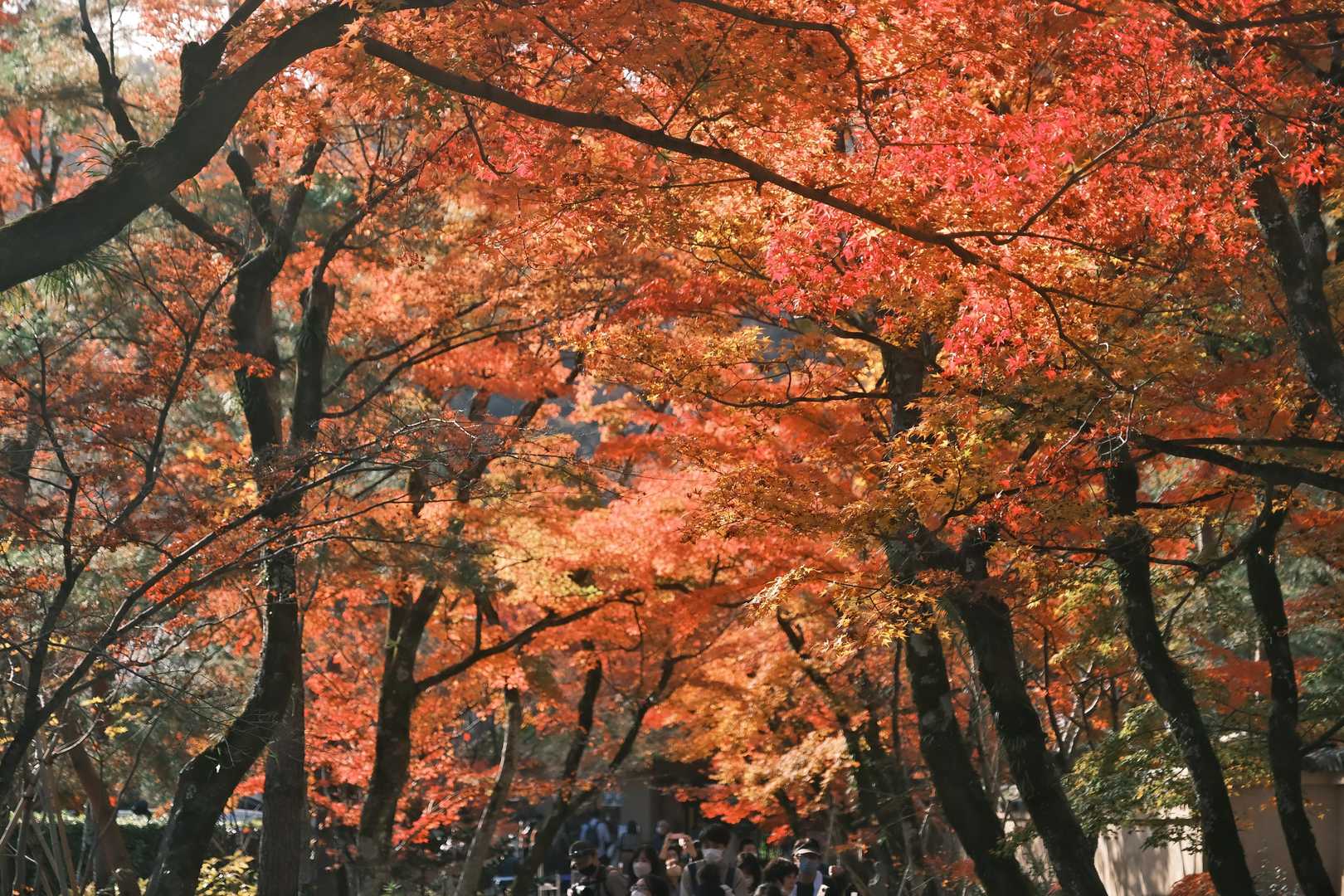栂尾町バス停-槙ノ尾バス停-六丁峠 縦走コースの写真