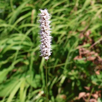 裾合分岐のイブキトラノオは大きくなっていました😃