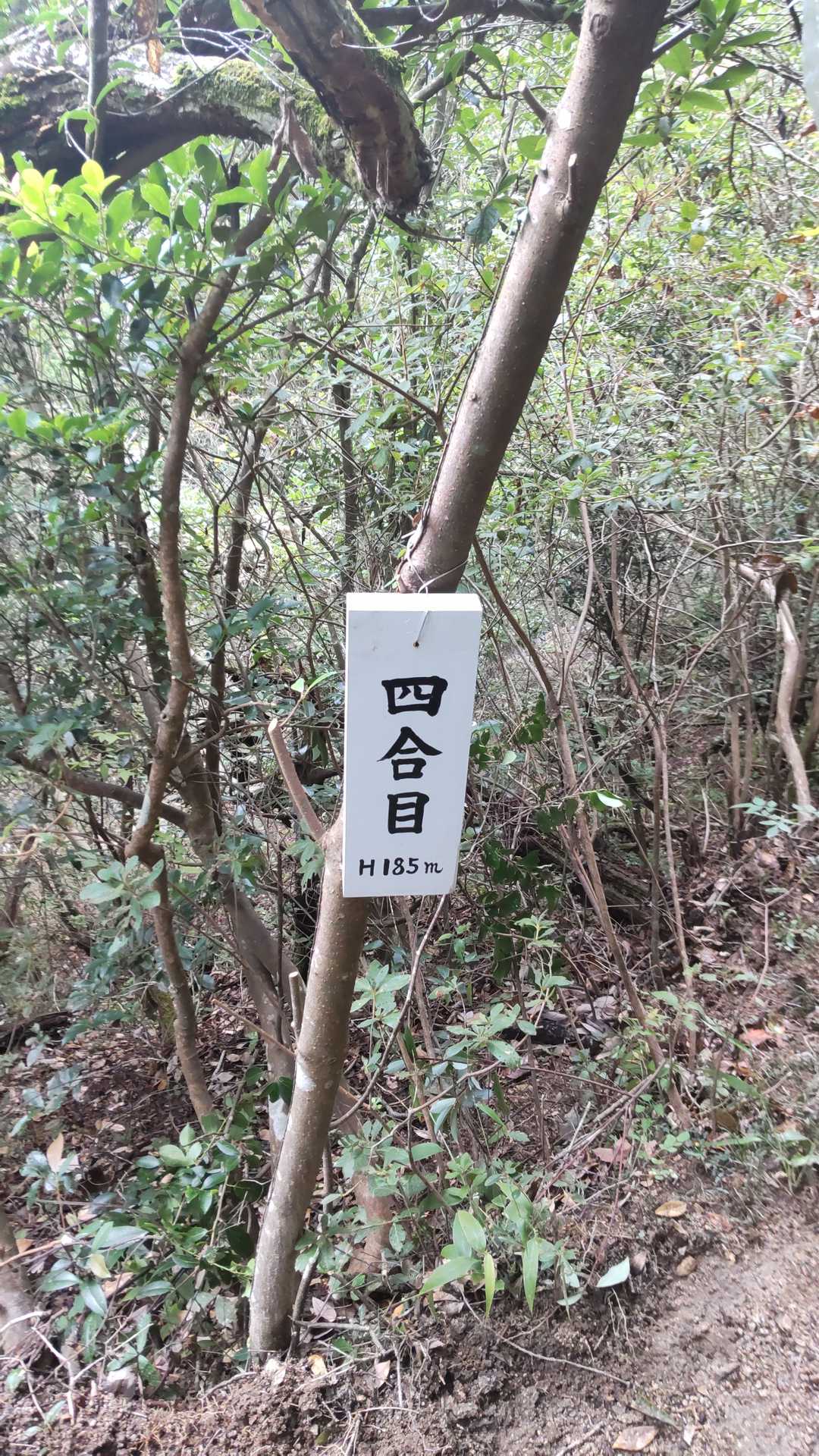 まだ4合目か～
