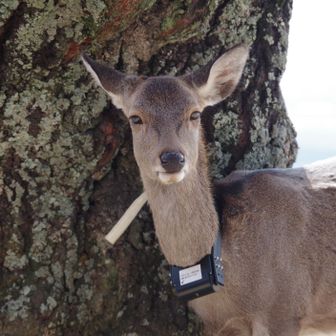 若草山・芳山・高円山 こんにちは、くびからぶら下げてるのは何ですか？
調査のための発信器かな？