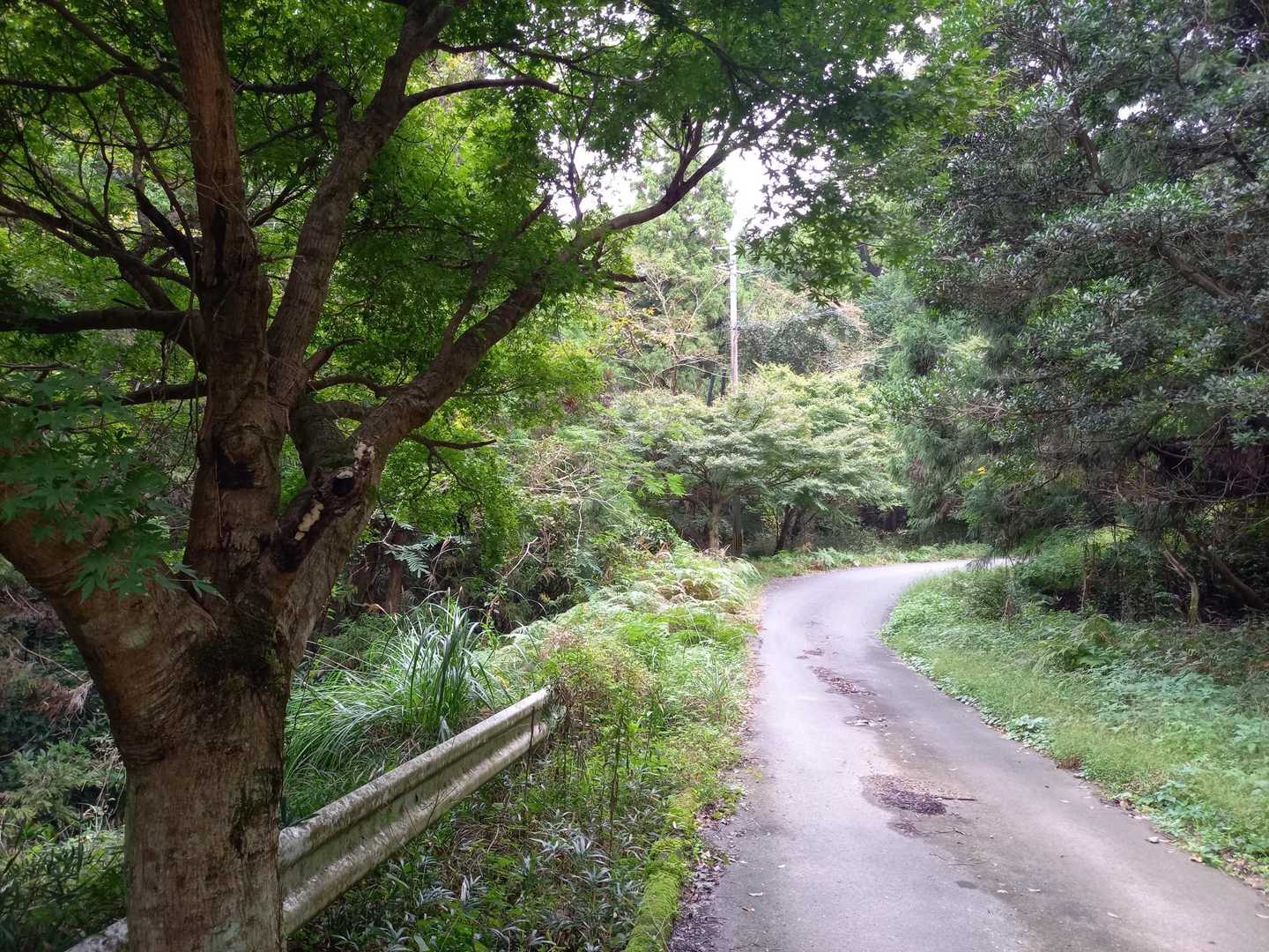 山頂まで舗装路