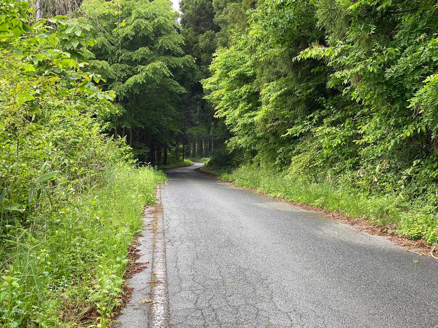 登山口までこの道路を歩いて行きます。