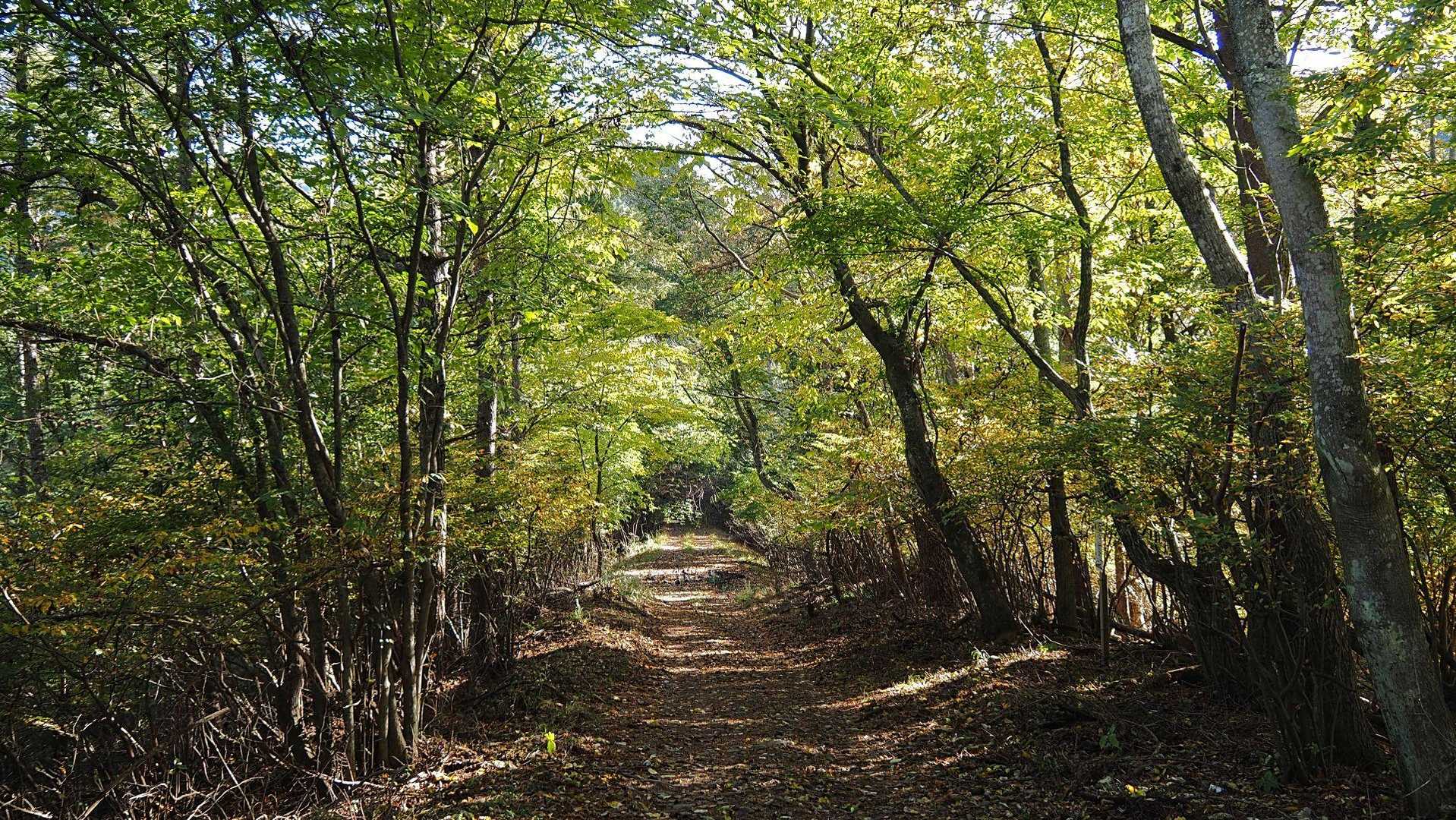 この辺りの紅葉はまだまだ