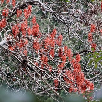 突然、赤い実を🔴つけた木を見つけました🪾
なんだろう？