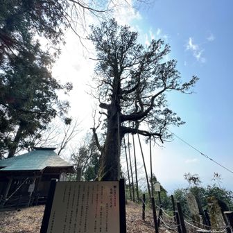 神社の近くに大きな杉の木