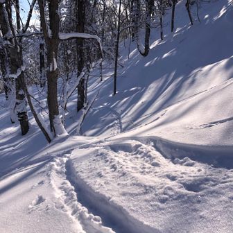 おっ、これ、みなみんさんのスキー跡ですね、多分。