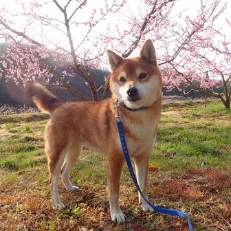 Aki@Okayama