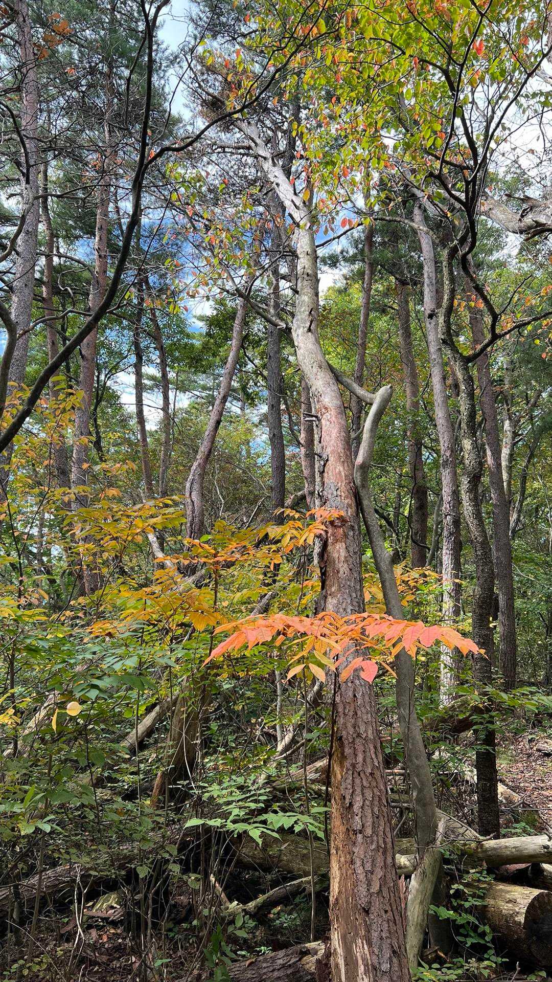 赤色がいい感じの🍁