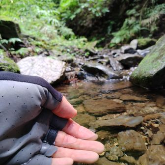 きれいな沢が。
ここは案内川の源流。
高尾山口駅の駅前を流れてるあの川。