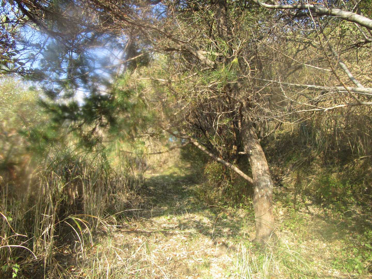 大戸尾根登山口-根子岳 往復コースの写真