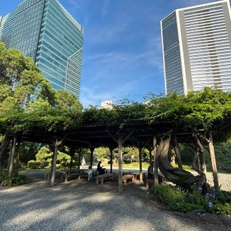 立派な藤棚
