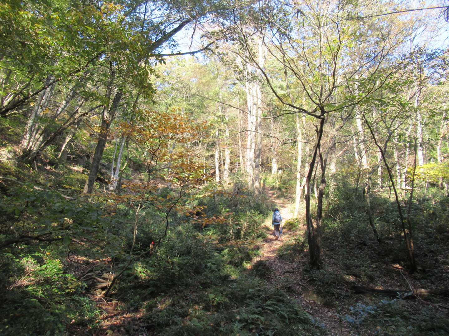 嶺南の樹林帯は明るいですね～。歩いてて気持ちいいです(*'▽')