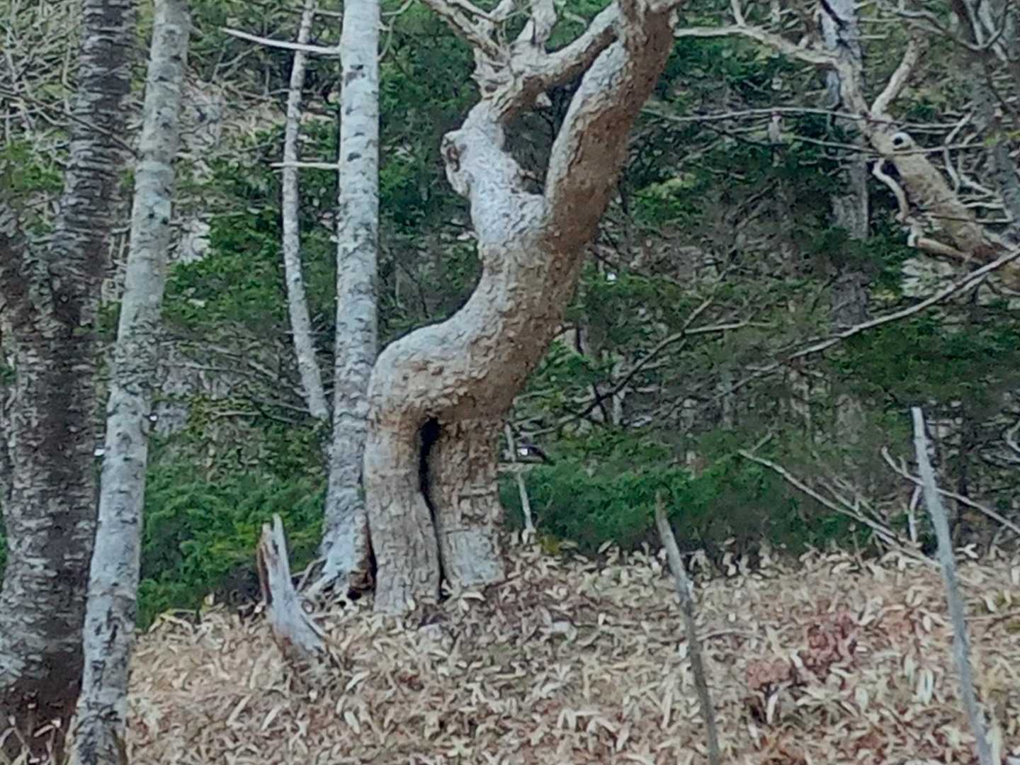たぶんコレ🤭👆