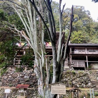 ほどなく、お寺に到着
これは千本桧。両面宿儺が杖にしたそう
呪術廻戦のラストが気になる。